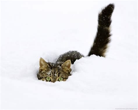 Its Playtime Cute Animals Playtime In The Snow