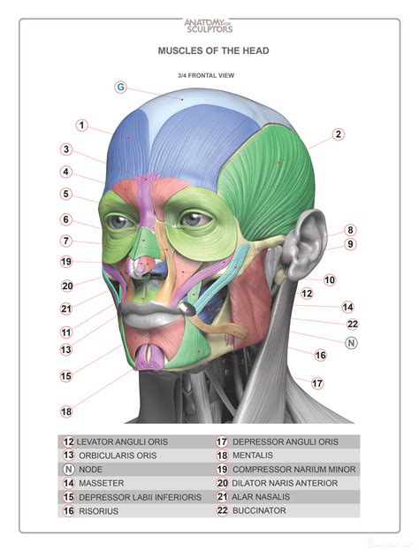 Head Anatomy Diagram