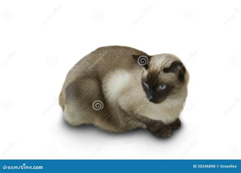 Siamese Cat Stock Photo Image Of Feline Individuality 20246898