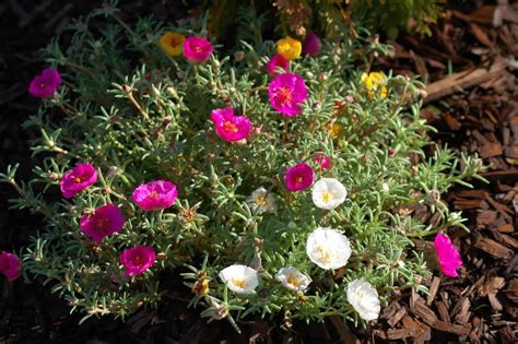 Easy To Care Moss Rose Plants Planting Roses Rose Like Flowers Moss