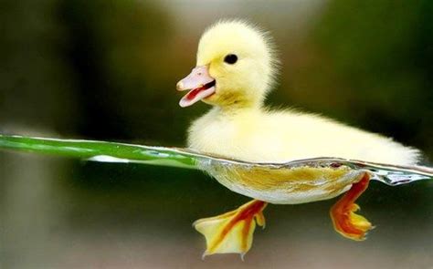 Now Thats A Happy Duckling Cute Ducklings Baby Ducks Duck Wallpaper