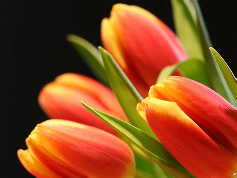 Tulip Flower Higjh Resolution Wallpapers Cool Desktop Background Images