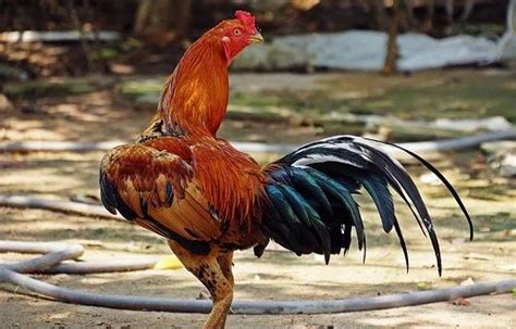 Free Image On Pixabay Cockerel Chicken Rooster Bird Rooster