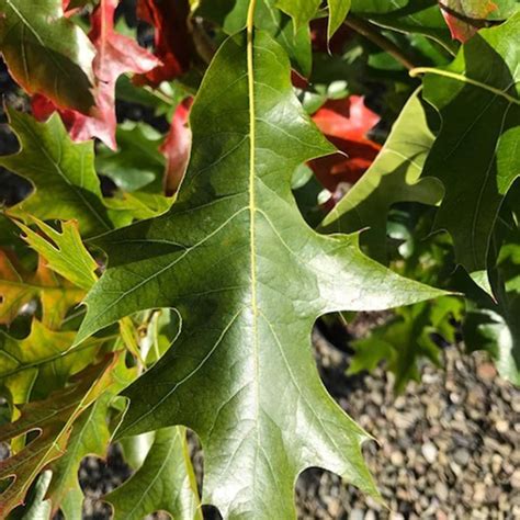 Buy Upright Pin Oak Quercus Palustris Green Pillar Pringreen