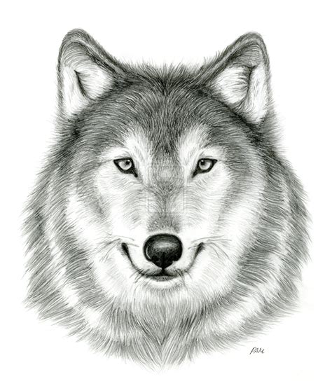 How To Draw A Wolf In Pencil Dibujos De Animales Dibujo Lobo | Porn Sex