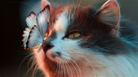 Butterfly On Cute Cat Face Hd Wallpapers