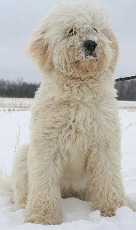 Poodle crossed with a golden retriever. Cute puppy | Goldendoodle