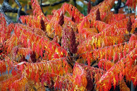 Highly detailed model of garden plant with textures, shaders and materials. Tall Shrubs: Examples of Tree-Like Bushes