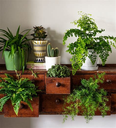 Get inspired and try out new things. Indoor Plant Styling Tips To Create Your Own Green Corner ...