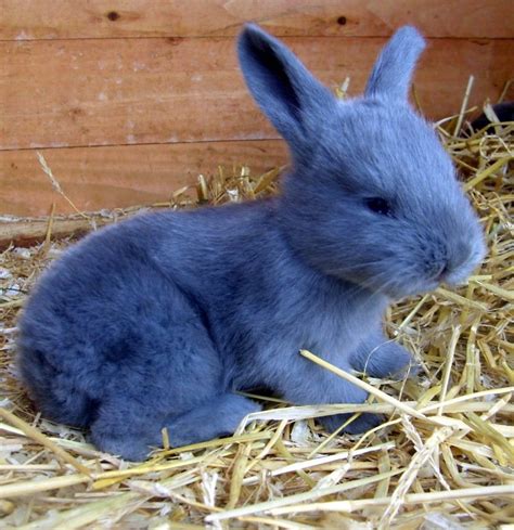 Blue American Rabbit Developed In 1917 By Lewis Salisbury Who Never
