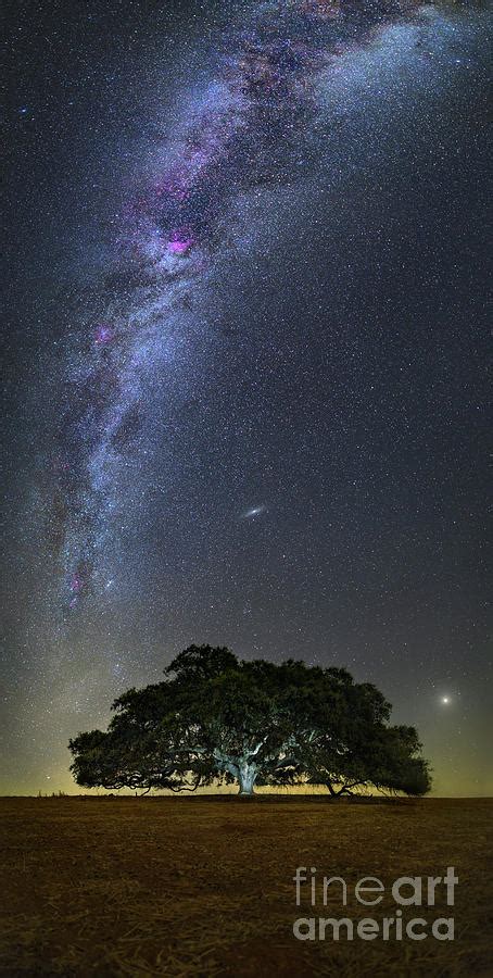 Milky Way And Andromeda Galaxies Over A Tree Photograph By Miguel Claro