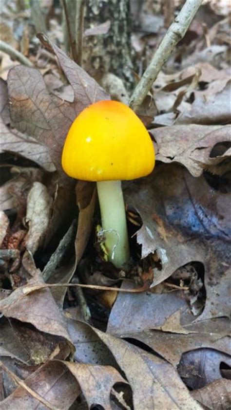 Fungi In Northwest Arkansas ~ Exploring Outdoor Arkansas