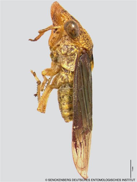 Sharpshooter Leafhoppers Homalodisca Indefensa Melichar 1924a 239