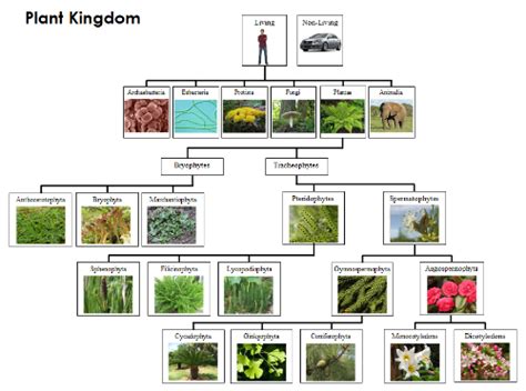 Plant Kingdom Charts And Cards Kingdom Plantae Classifying Plants