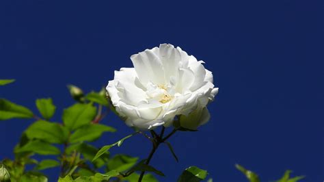 Edit Free Photo Of Rose Bloomsrose Bloomflowerwhitewedding