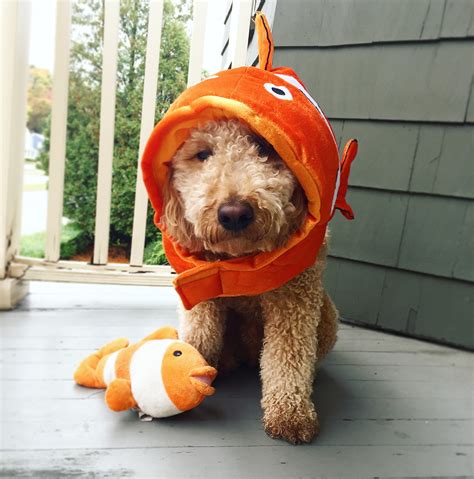 Dog Halloween Costume Ideas You Bet Your Pierogi