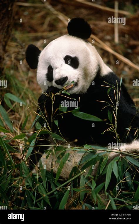 Panda Gigante Panda Wolong Preservar La Provincia De Sichuan China