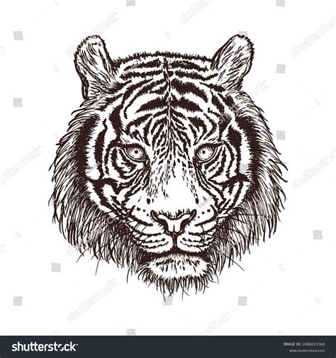 Tiger Head Outlines Isolated On White Stock Vector Royalty Free