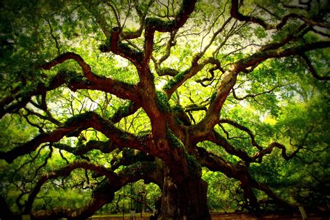 The Angel Oak Tree 1400 Years Old And Believed To Be The Oldest