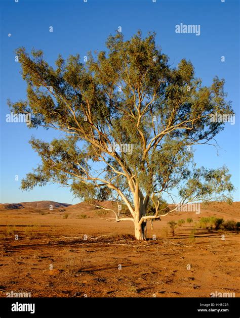 Large River Red Gum Tree Eucalyptus Camaldulensis In Late Afternoon