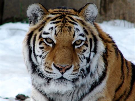 Amur Siberian Tiger Explore Highest Position 46 On Thur Flickr