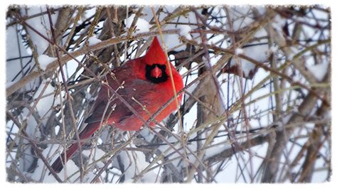 Cardinal Hiding In A Bush Snowy Day In New Hampshire For Birds To