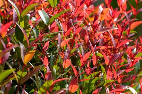 Red And Green Leaves On Bush Stock Photo Image Of Plant Leaves 66867108