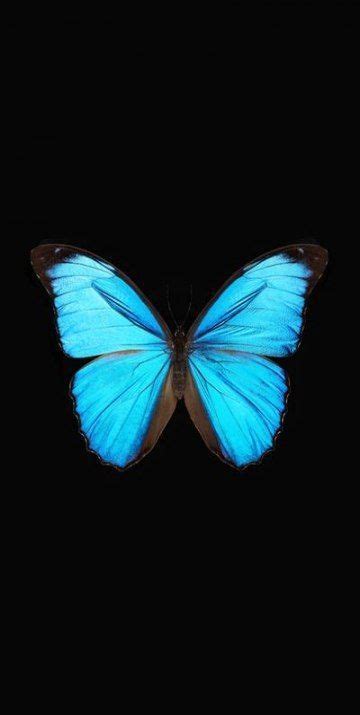 Wallpaper High Quality Wallpaper Aesthetic Tumblr Blue Butterfly