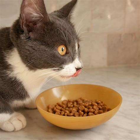 Left untreated, kidney disease can become chronic and may affect everything from your cat's coat condition to his longevity. Natural Balance Limited Ingredient Dry Cat Food Review ...