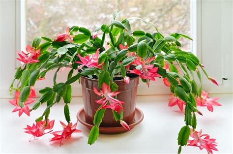 We spoke to erin marino, plant expert at the sill, to get the full scoop indeed, the latter is particularly important if you want a christmas cactus to develop its signature exotic flowers. The Best Potting Soil for the Christmas Cactus - Gardening ...