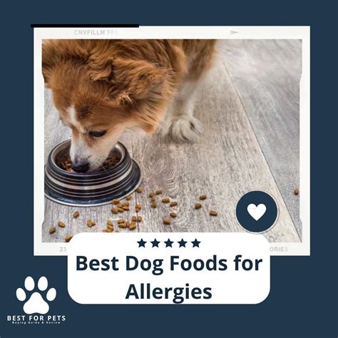 The 9 Best Dog Foods For Allergies Bestforpets
