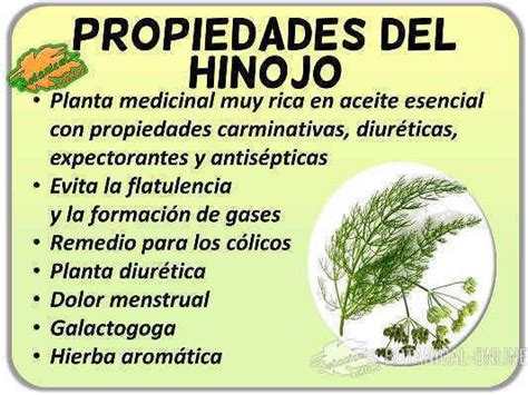 Propiedades Medicinales Del Hinojo Botanical Online