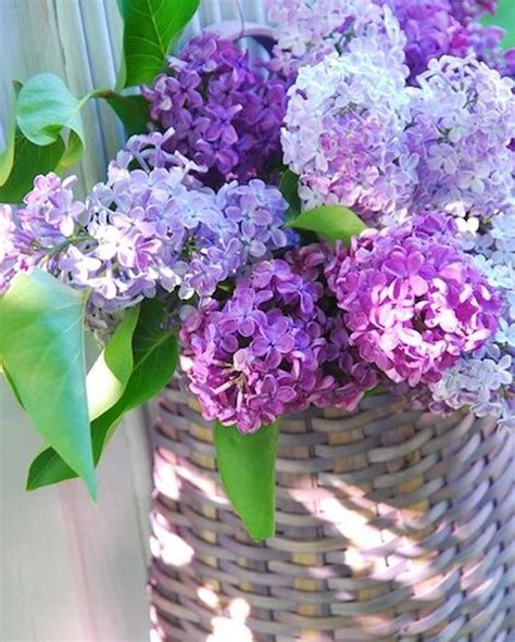 Pin By Rita Leydon On Flower Power Beautiful Flowers Purple Flowers