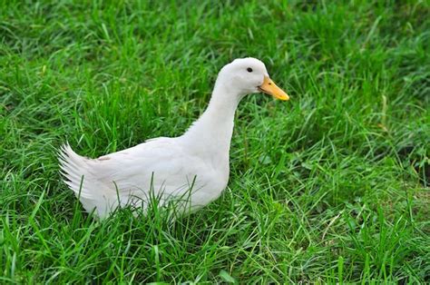 Premium Photo White Duck On Grass