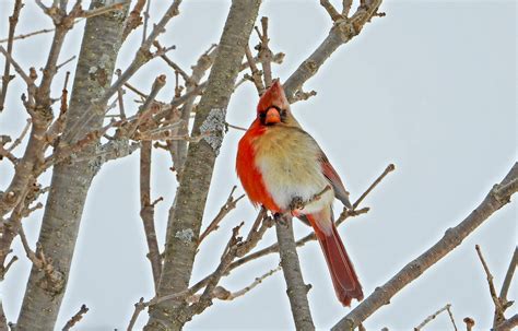 Northern Cardinal Bird Facts Everyone Should Know Popular Science
