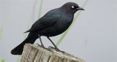 Brewers Blackbird Identification All About Birds Cornell Lab Of