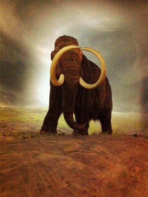 Woolly Mammoth Pictures Az Animals