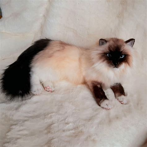 Realistic Long Haired Siamese Cats