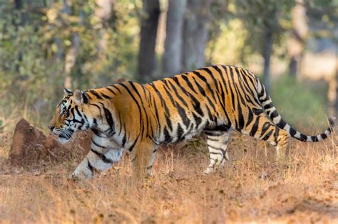 Bandhavgarh Kanha National Park Safari 5N 6 Days Tour Package