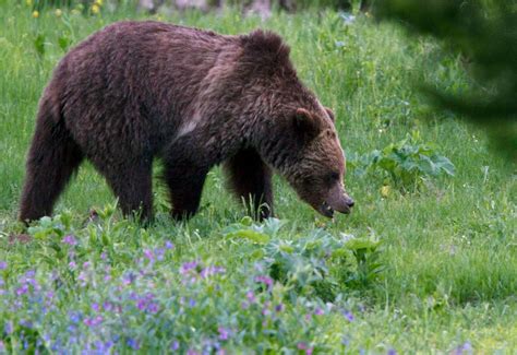 Grizzlys Rare Aggressive Attack Kills 1 Puzzles Officials The