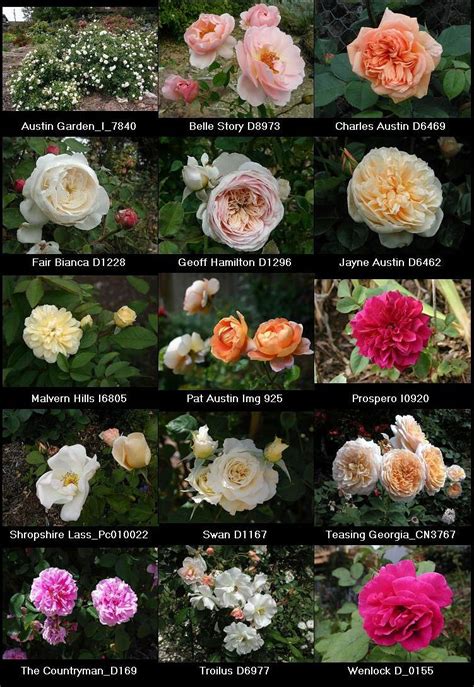 English Roses From David Austin ~just Our Pictures Of Roses ~ David