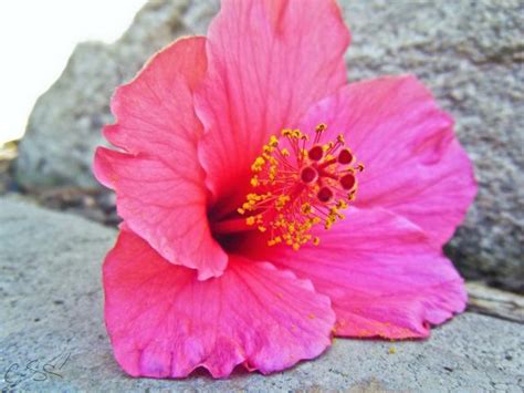 Beach Flower Hibiscus Hi Res 720p Hd