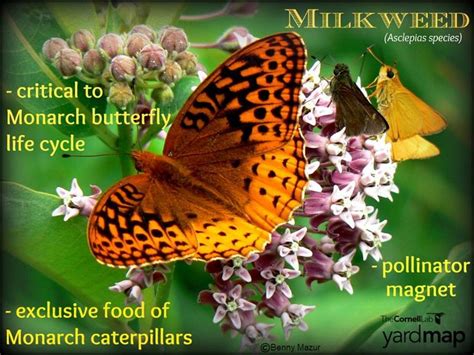 135 Best Images About Milkweed On Pinterest Butterfly