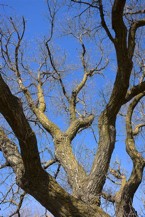 Bare Oak Tree Branches In Late Fall Photograph By Donald Erickson