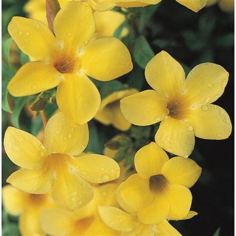 Although generally hardy to zone 5, 'adonis blue' and 'strawberry lemonade' can be successful in zone 4. Yellow Dwarf Allamanda Flowering Shrub in Pot (With Soil ...