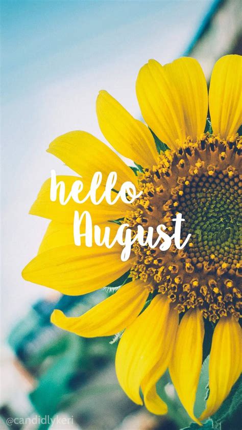Download A Blossoming Sunflower In The Golden Light Of August