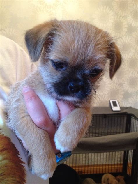 All of that loyalty, wrapped in a. Chihuahua Shih Tzu mix | Rochester, Kent | Pets4Homes