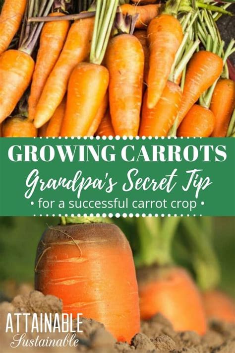 Carrots Growing In Dirt With Text Overlay Reading Growing Carrots