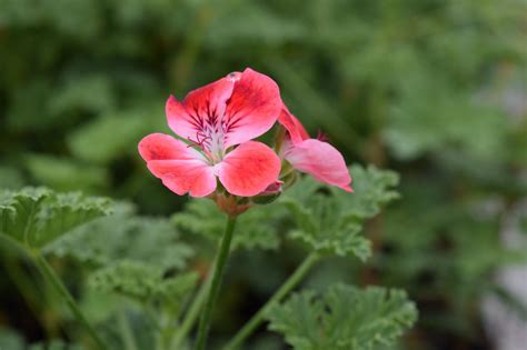 How To Grow And Use Scented Geraniums Hgtv