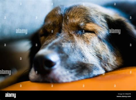 Sleeping Dog Black Nose Hi Res Stock Photography And Images Alamy